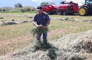 Twising hay for checking windrow